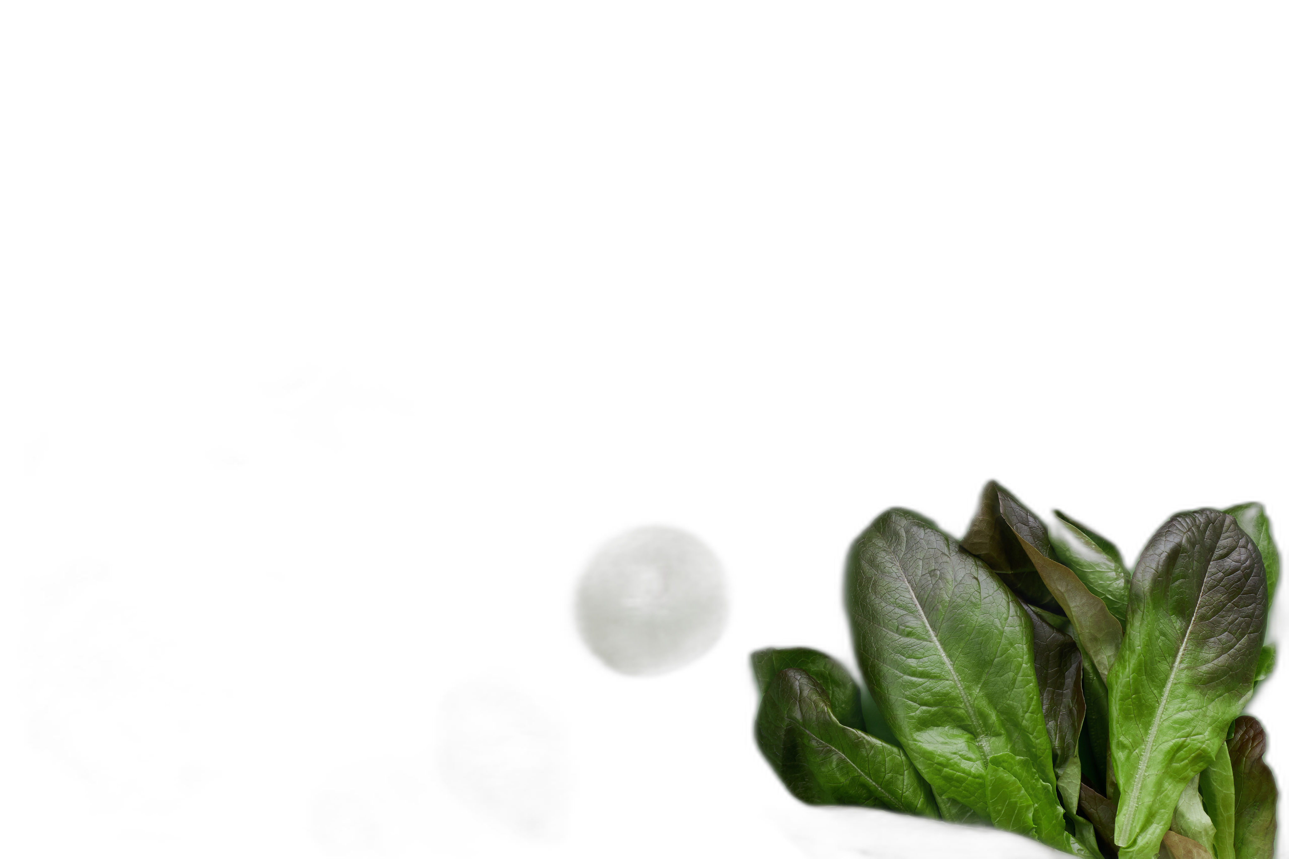 a salad leaf